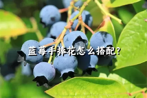 蓝莓手捧花怎么搭配？