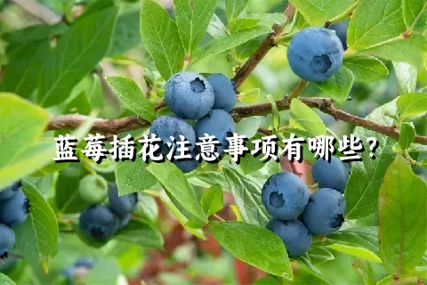 蓝莓插花注意事项有哪些？