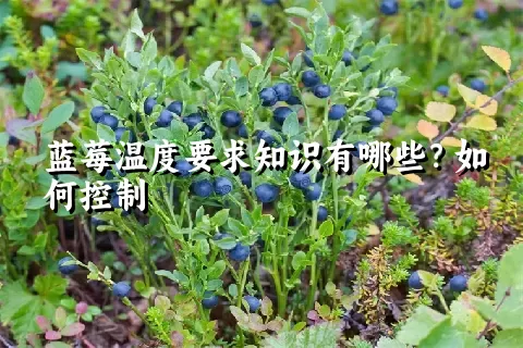 蓝莓温度要求知识有哪些？如何控制