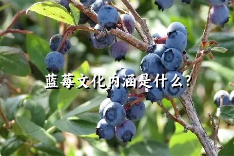 蓝莓文化内涵是什么？