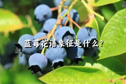 蓝莓花语象征是什么？