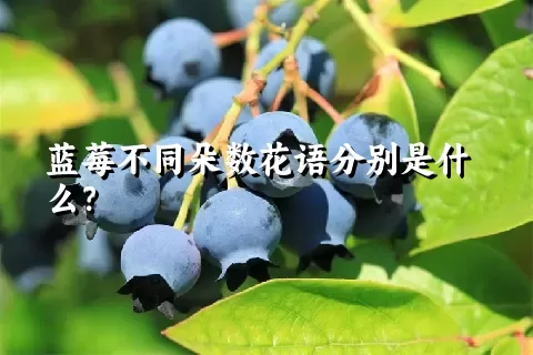 蓝莓不同朵数花语分别是什么？