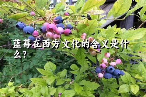 蓝莓在西方文化的含义是什么？