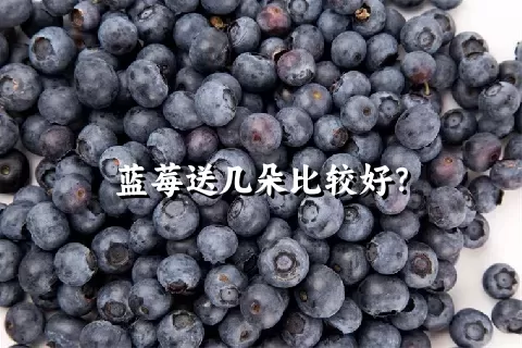 蓝莓送几朵比较好？