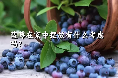 蓝莓在家中摆放有什么考虑吗？