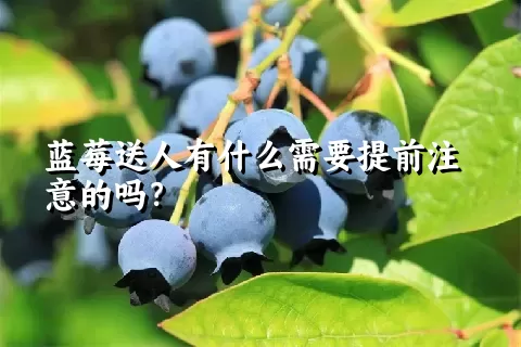 蓝莓送人有什么需要提前注意的吗？