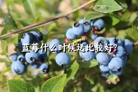 蓝莓什么时候送比较好？