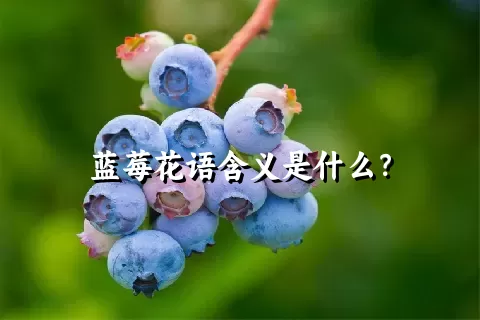 蓝莓花语含义是什么？