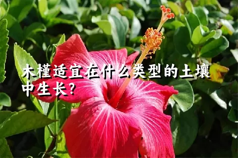 木槿适宜在什么类型的土壤中生长？