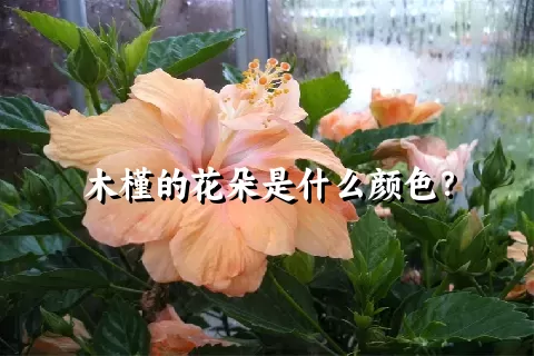 木槿的花朵是什么颜色？