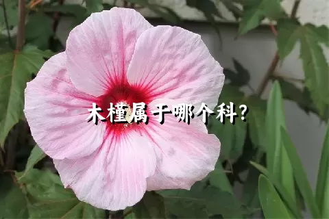 木槿属于哪个科？