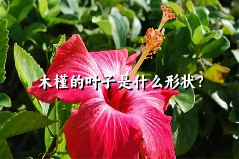 木槿的叶子是什么形状？