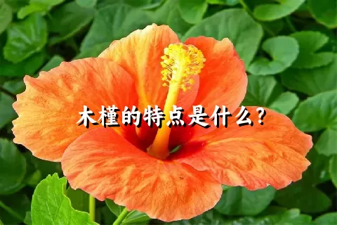 木槿的特点是什么？