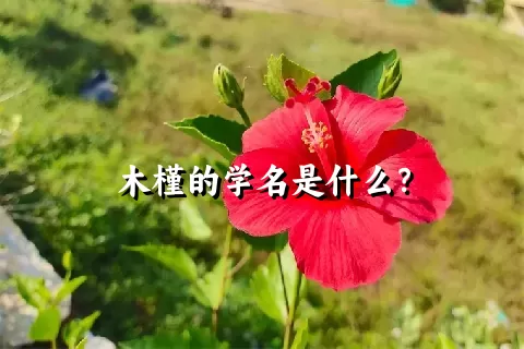 木槿的学名是什么？