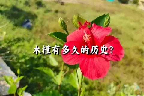 木槿有多久的历史？