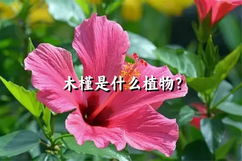 木槿是什么植物？