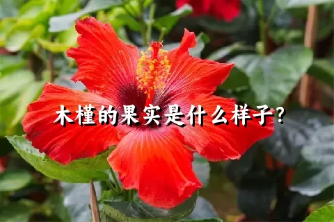 木槿的果实是什么样子？