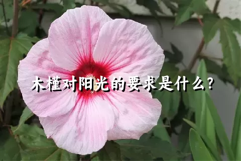 木槿对阳光的要求是什么？