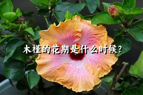 木槿的花期是什么时候？