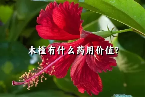 木槿有什么药用价值？