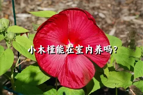 小木槿能在室内养吗？