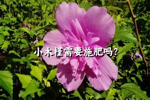 小木槿需要施肥吗？