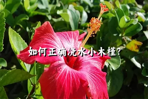 如何正确浇水小木槿？