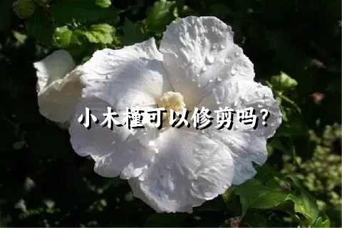 小木槿可以修剪吗？