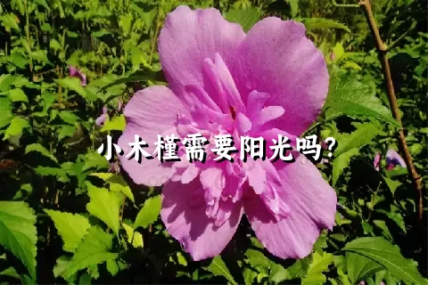 小木槿需要阳光吗？