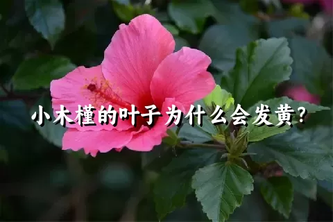 小木槿的叶子为什么会发黄？