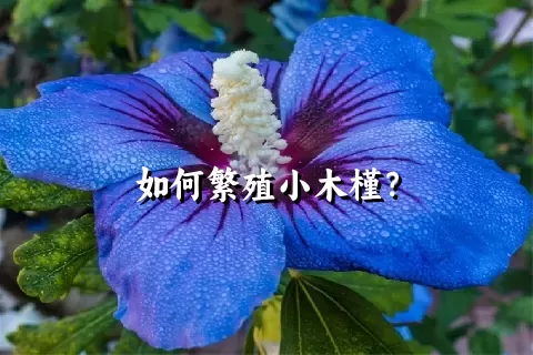 如何繁殖小木槿？