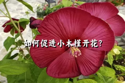 如何促进小木槿开花？