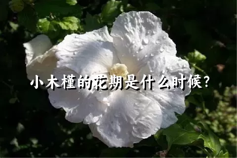 小木槿的花期是什么时候？