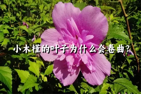 小木槿的叶子为什么会卷曲？