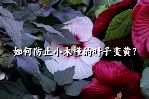 如何防止小木槿的叶子变黄？