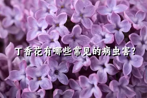 丁香花有哪些常见的病虫害？