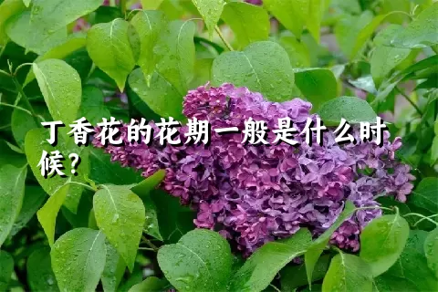 丁香花的花期一般是什么时候？