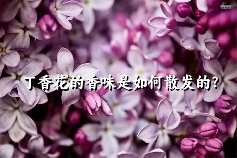 丁香花的香味是如何散发的？