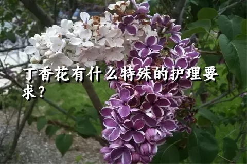 丁香花有什么特殊的护理要求？