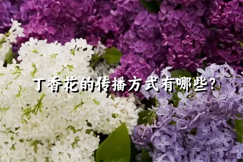 丁香花的传播方式有哪些？