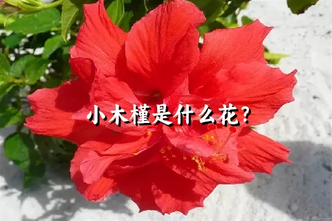 小木槿是什么花？