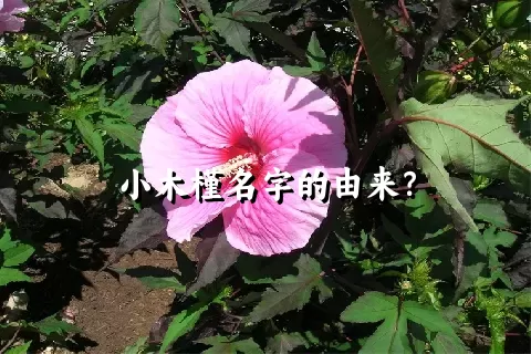 小木槿名字的由来？