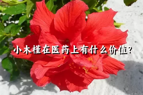 小木槿在医药上有什么价值？