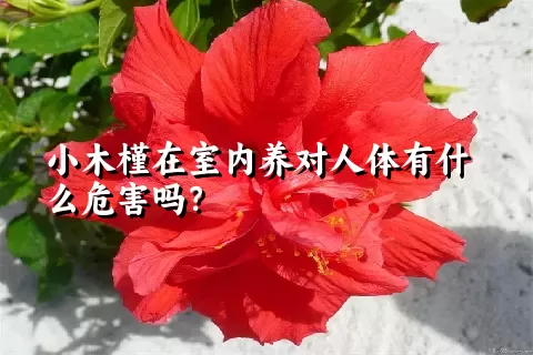 小木槿在室内养对人体有什么危害吗？