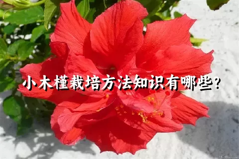 小木槿栽培方法知识有哪些？