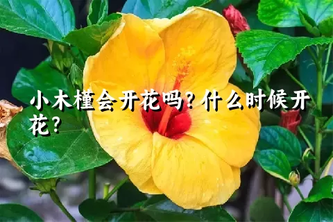 小木槿会开花吗？什么时候开花？