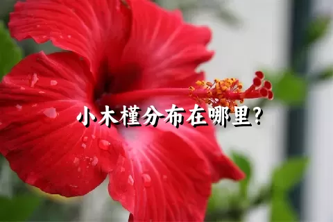 小木槿分布在哪里?