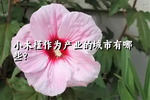 小木槿作为产业的城市有哪些？