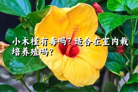 小木槿有毒吗？适合在室内栽培养殖吗？