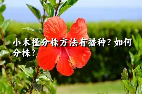 小木槿分株方法有播种？如何分株？